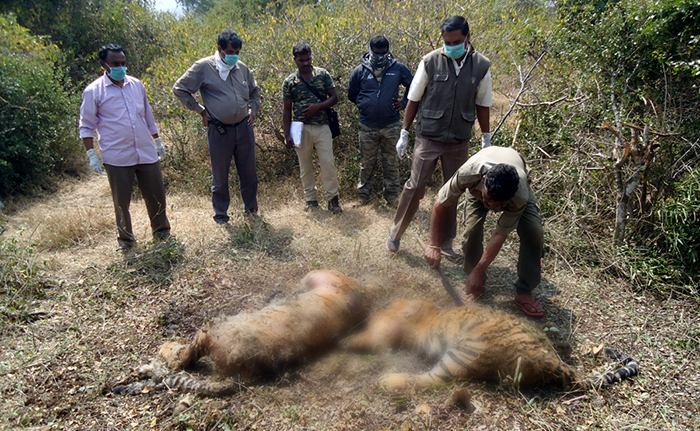 ಬಂಡೀಪುರ: ಜೋಡಿ ಹುಲಿಗಳ ನಿಗೂಢ ಸಾವು